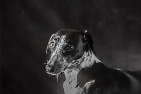 Sunlight Studio Portrait of Ruby Greyhound Stock Photos