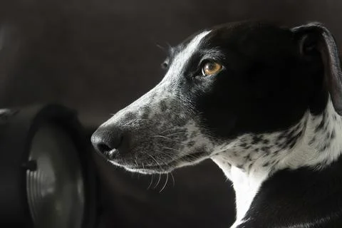 Sunlight Studio Portrait of Ruby Greyhound Stock Photos