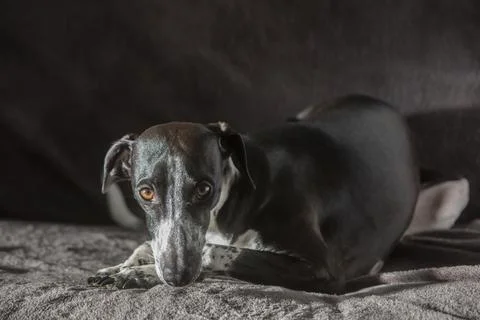 Sunlight Studio Portrait of Ruby Greyhound Stock Photos