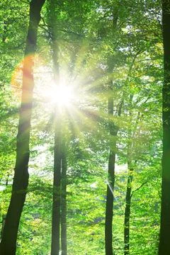 Sunlight in the summer forest with green trees. Stock Photos