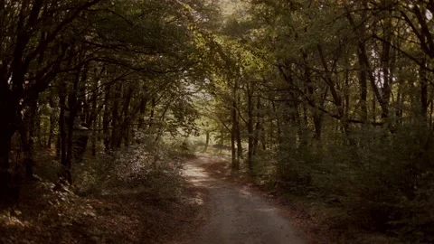 Sunlight sun rays through the forest in a forest landscape. wood road Stock Footage 234175785