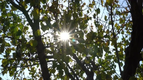 Sunlight, sunbeams go through tree leaves slow moving in wind on sunny blue sky Stock Footage 142586576