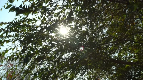Sunlight, sunbeams go through tree leaves slow moving in wind on sunny blue sky 스톡 동영상 143757592