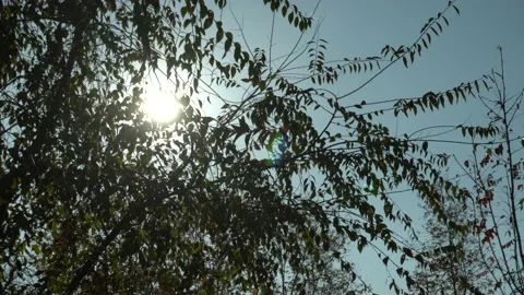 Sunlight, sunbeams go through tree leaves slow moving in wind on sunny blue sky Stock Footage 144517796