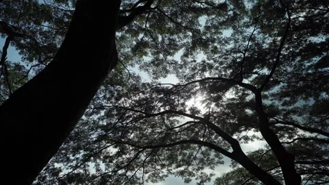 Sunlight Sunbeams Through Woods In Forest Landscape. Stock Footage 276978107