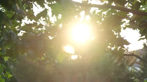 Sunlight, sunlight comes through the leaves of the trees, hand shot Stock Footage 162854431