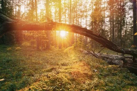Sunlight Sunrays Shine Through Fallen Tree Trunk. Beautiful Sunset Sun Sunshine Stock Photos