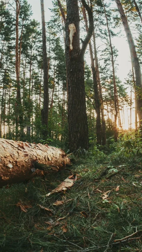 Sunlight Sunrays Sunbeams Shine Through Fallen pine Tree In Autumn Forest Lands Stock Footage 341165430