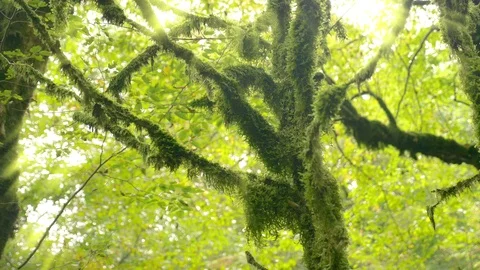 Sunlight sun's rays shine through the leaves and trees in the forest Stock Footage 95719703