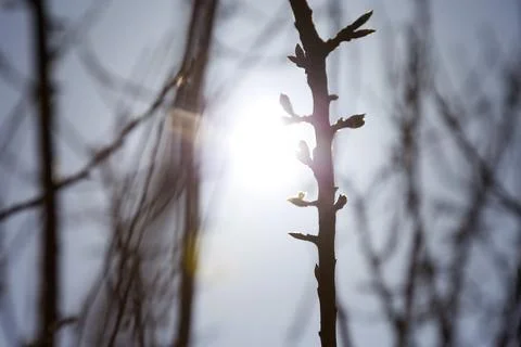 Sunlight at sunset through the branches of trees, the texture of the branches 库存照片