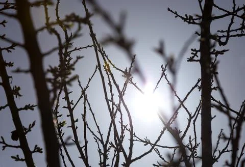 Sunlight at sunset through the branches of trees, the texture of the branches Stock Photos