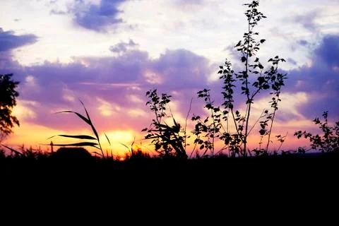 Sunlight , sunset through the trees in a forest during Autumn Stock Photos
