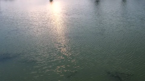 Sunlight on the surface of the water Stock Footage 264869559