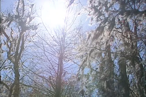 Sunlight swamp Stock Footage 921977