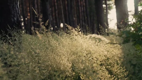 Sunlight on Tall Grass – Peaceful Edge-of-Field Nature Scene Stock Footage 310531860