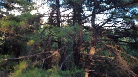 Sunlight on a Tall Pine Tree in a Dense Forest with Needles and Cones. Stock Footage 322128200