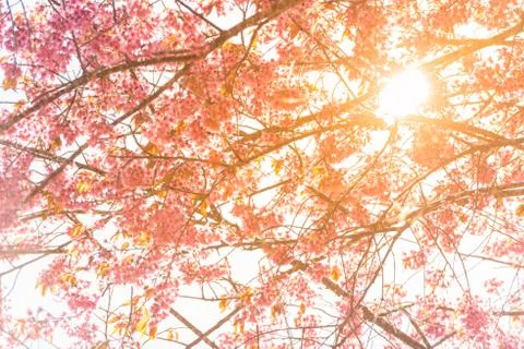 Sunlight on Thai Sakura tree background in winter season on tree, prunus cera Stock Photos