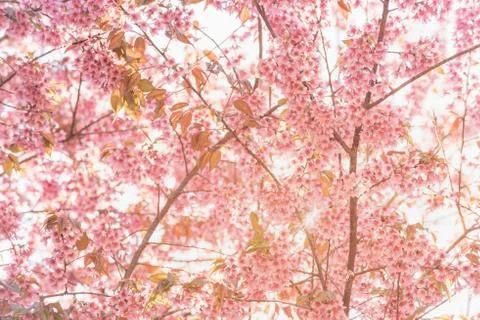 Sunlight on Thai Sakura tree background in winter season on tree, prunus cera Stock Photos