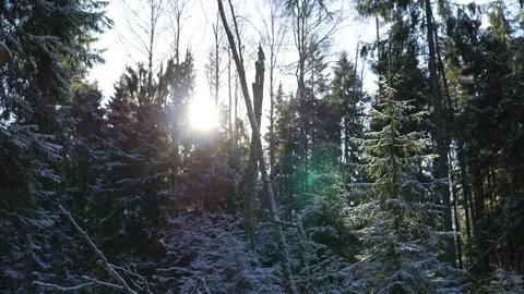 Sunlight in the thick winter forest Stock Footage 103879993