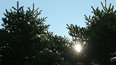 Sunlight though the pine trees Stock-Footage 10740618