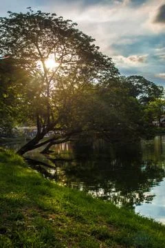 Sunlight though the tree branches along the river with reflection Foto stock