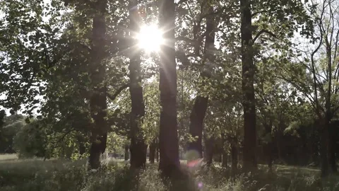 Sunlight though trees Stock Footage 93583253