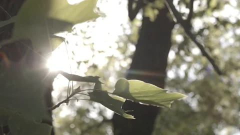Sunlight though trees Stock Footage 93583254