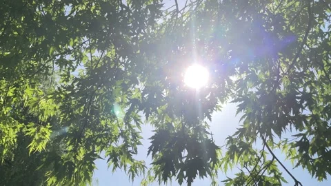 Sunlight though trees, slow motion Video stock 157603183