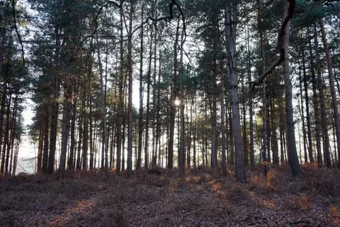 Sunlight thought tall pine trees Stock Photos