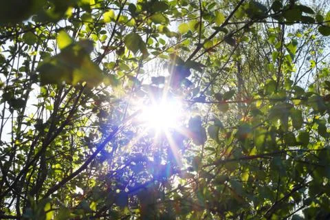 Sunlight through alder tree Foto stock