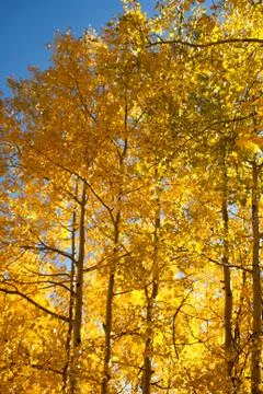 Sunlight through the aspens Stock Photos