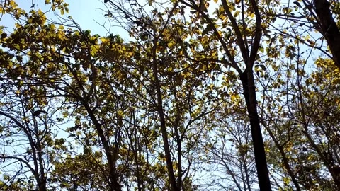 Sunlight Through Autumn Canopy Video stock 340018738