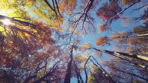 Sunlight Through Autumn Forest Canopy Stock Footage 346038295