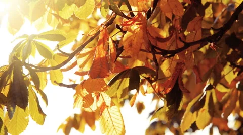 Sunlight through autumn leaves Stock Footage 55568650