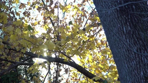 Sunlight through autumn leaves Video stock 82879133