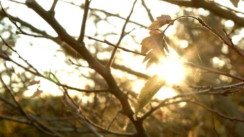 Sunlight through autumn leaves Stock Footage 90831689