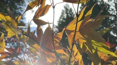 Sunlight through autumn leaves Video stock 199403923