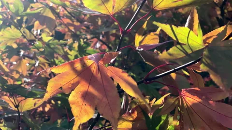 Sunlight through autumn leaves Stock Footage 199405575
