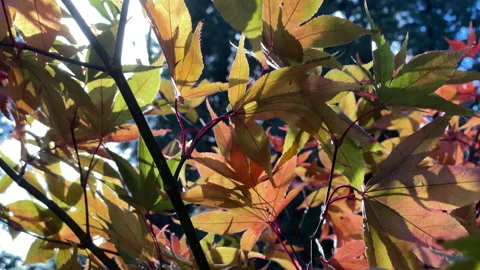 Sunlight through autumn leaves Stock Footage 199406096