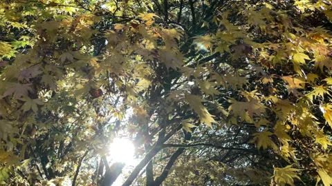 Sunlight through autumn leaves Stock Footage 199406242