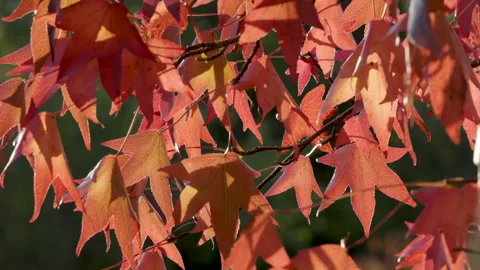 Sunlight through Autumn leaves Stock Footage 221580309