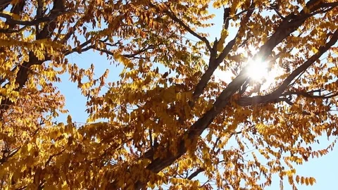Sunlight through autumn leaves pan shot Stockbeeldmateriaal 81194366