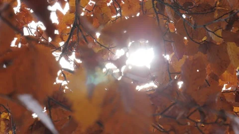 Sunlight through autumn leaves on tree Stock Footage 106676967