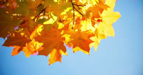 Sunlight through autumn maple leaves Stock Footage 318796027