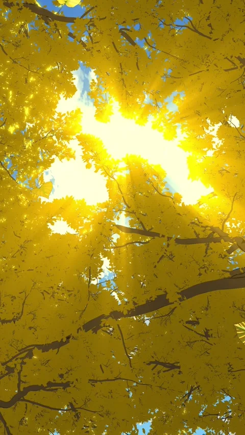 Sunlight Through Autumn Trees Stock Footage 342013889