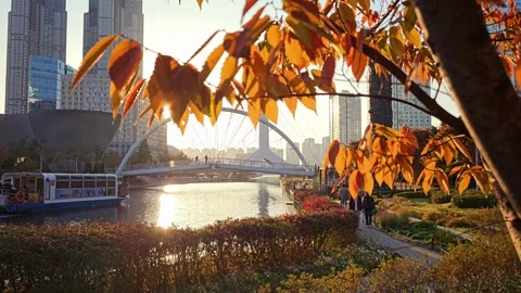Sunlight Through Autumn Trees At Songdo Central Park During Sunset In Incheon Video stock 295780738