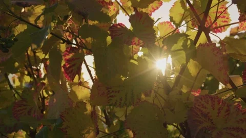 Sunlight Through Autumn Vine Leaves Stock Footage 316830982
