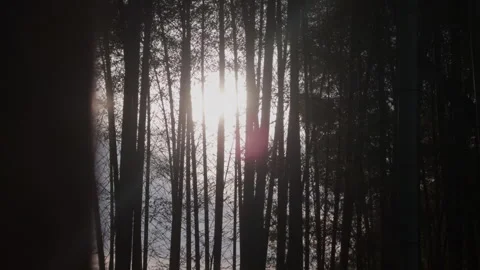 Sunlight Through Bamboo Stock Footage 316066990