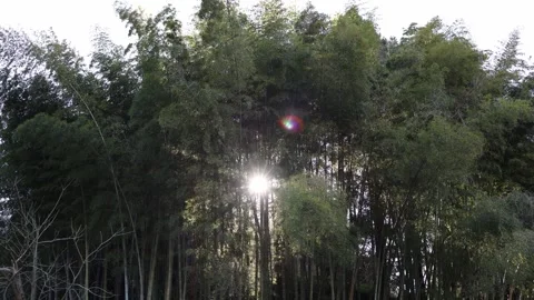 Sunlight through bamboo forest Stock Footage 331770773