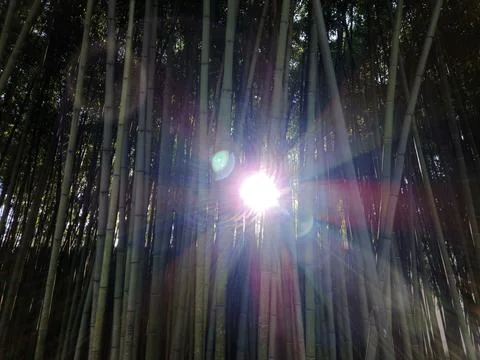 Sunlight through bamboo forest rays and misty flare Stock Photos
